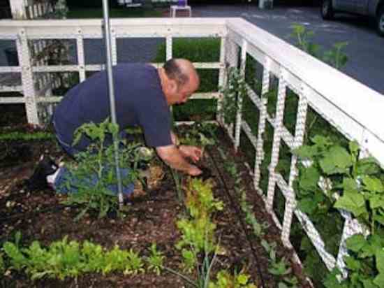 Drip irrigation allows you to water plants directly, without including neighboring weeds.
